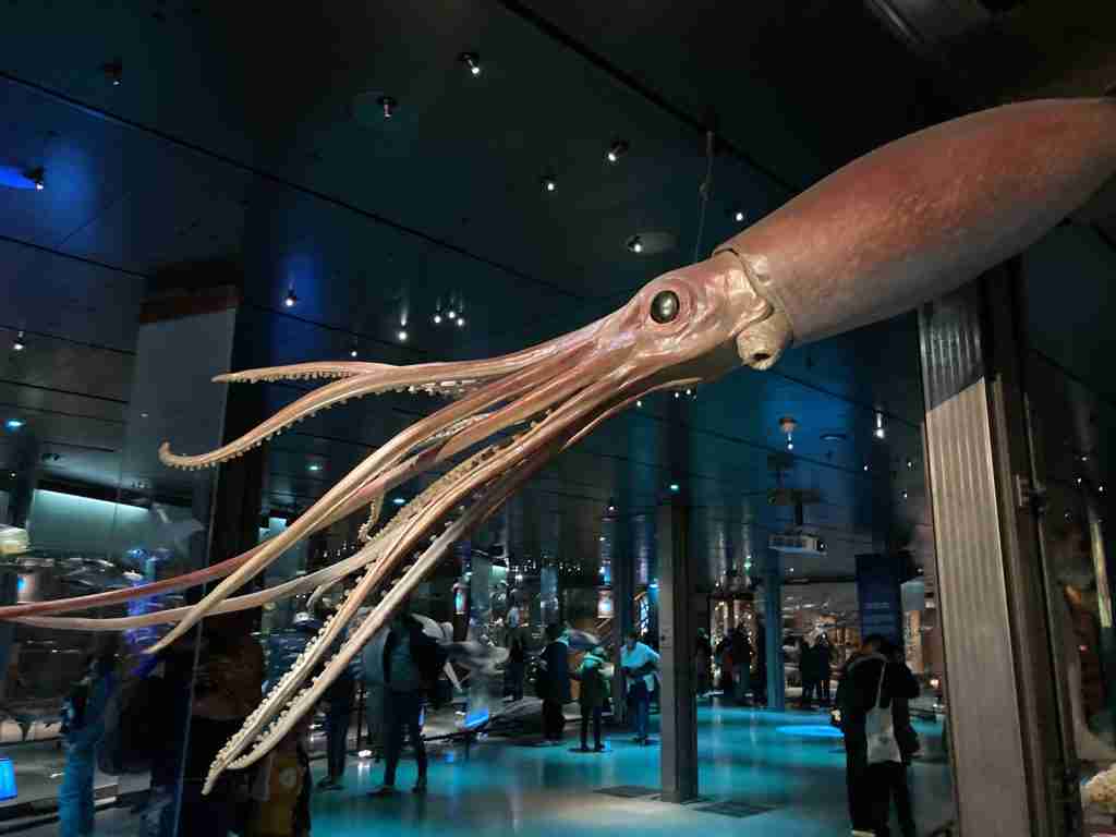 A giant squid at the Grande Galérie de l'Evolution, Paris. Image by Courtney Traub/All rights reserved