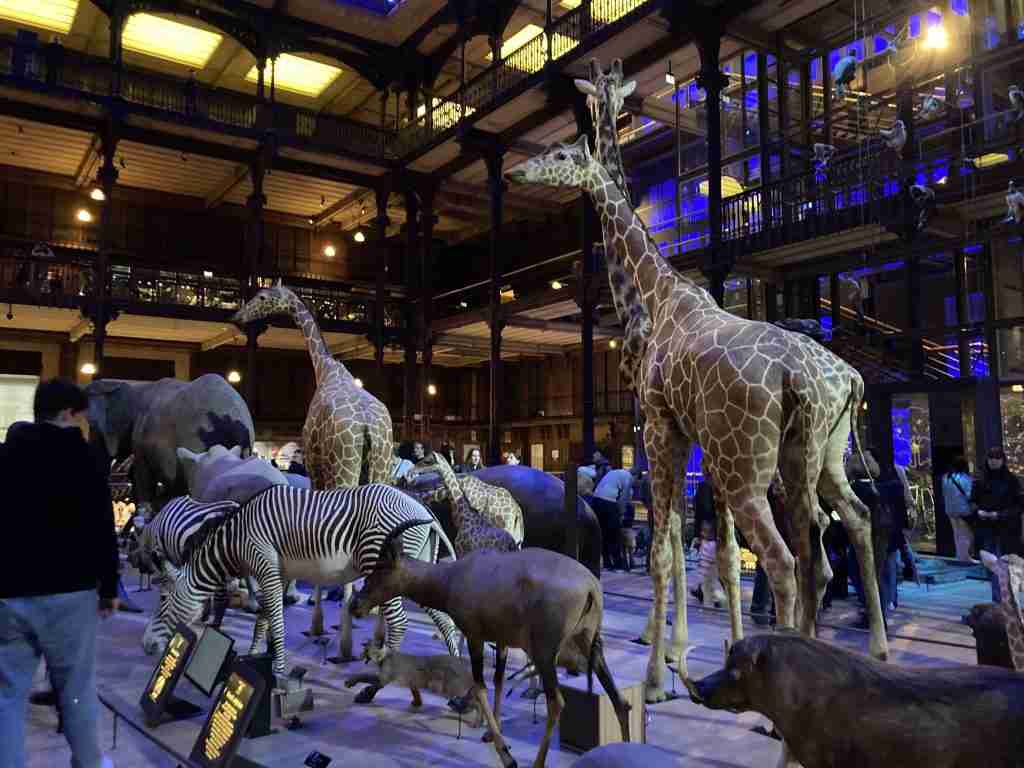La Grande Galerie de l'Evolution at the National Museum of Natural History, Paris. Courtney Traub/All rights reserved